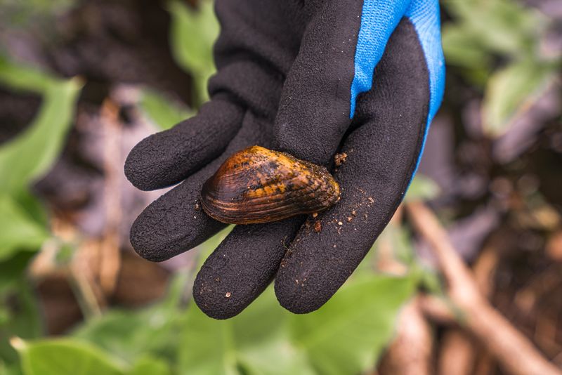 Large population of endangered mussel species found in Portage Creek—WWMT