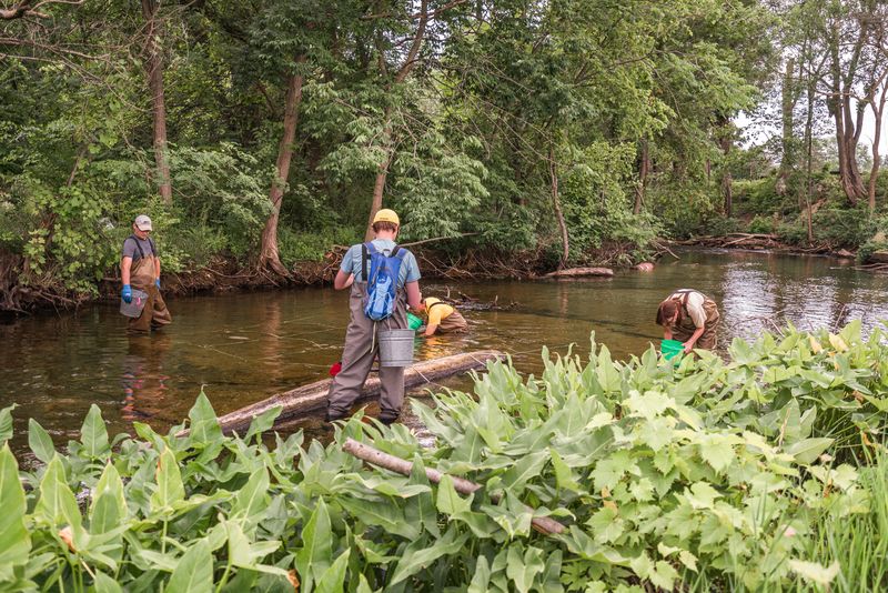 Endangered mussels find surprising foothold in Kalamazoo County creek - MLive